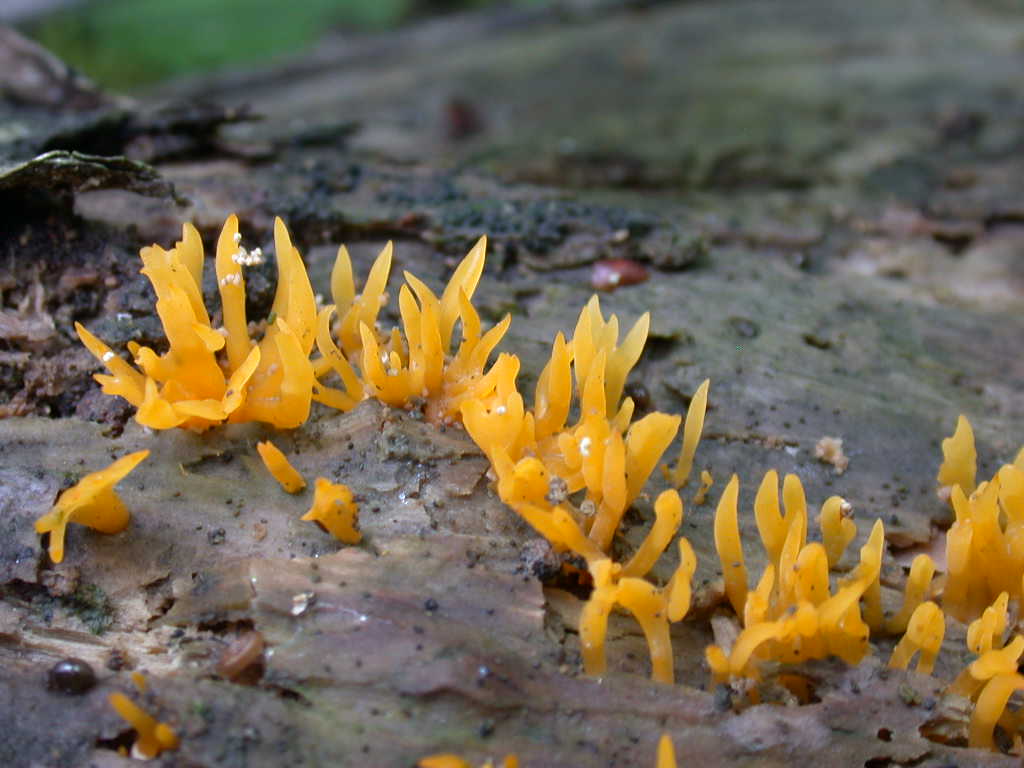 Calocera cornea  ......